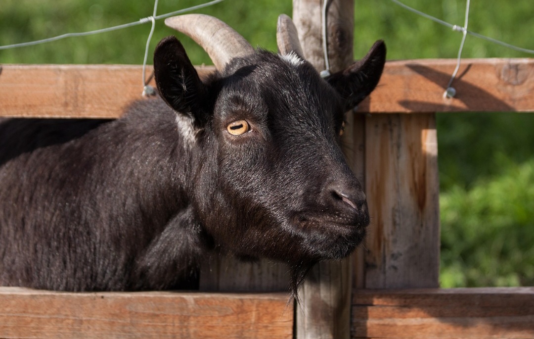 No judaísmo, uma cabra era sacrificada e outra solta no deserto, representando a remoção dos pecados da comunidade, dando origem à expressão bode expiatório. 