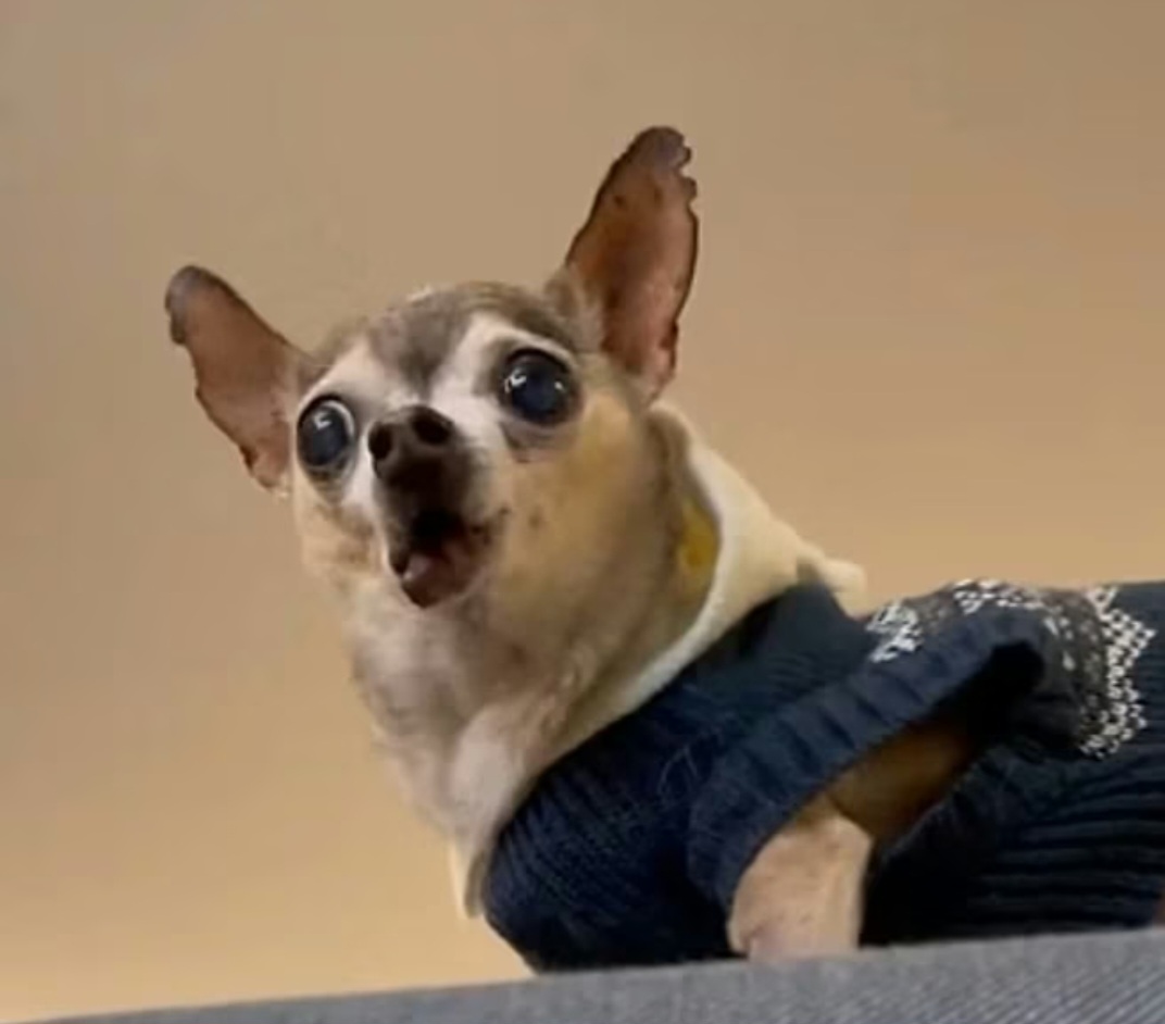 No fim das contas, o chihuahua é um cão intenso, cheio de energia, personalidade forte e extrema devoção aos seus tutores. Quem convive com um rapidamente entende que tamanho realmente não define importância, presença ou amor.