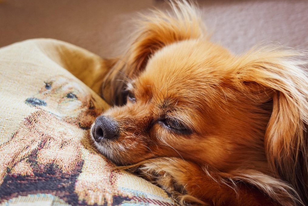 Essa postura vigilante se mistura com uma personalidade leal e apegada aos humanos, o que faz com que muitos chihuahuas sejam extremamente protetores com seus donos e desconfiados com estranhos.