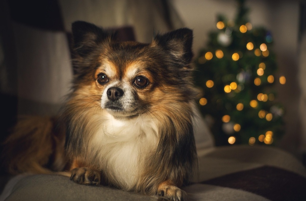 Quando se sente ameaçado ou inseguro, ele pode reagir de forma agressiva, não por maldade, mas por medo. Saber reconhecer sinais de estresse e respeitar seus limites é essencial para uma relação equilibrada.