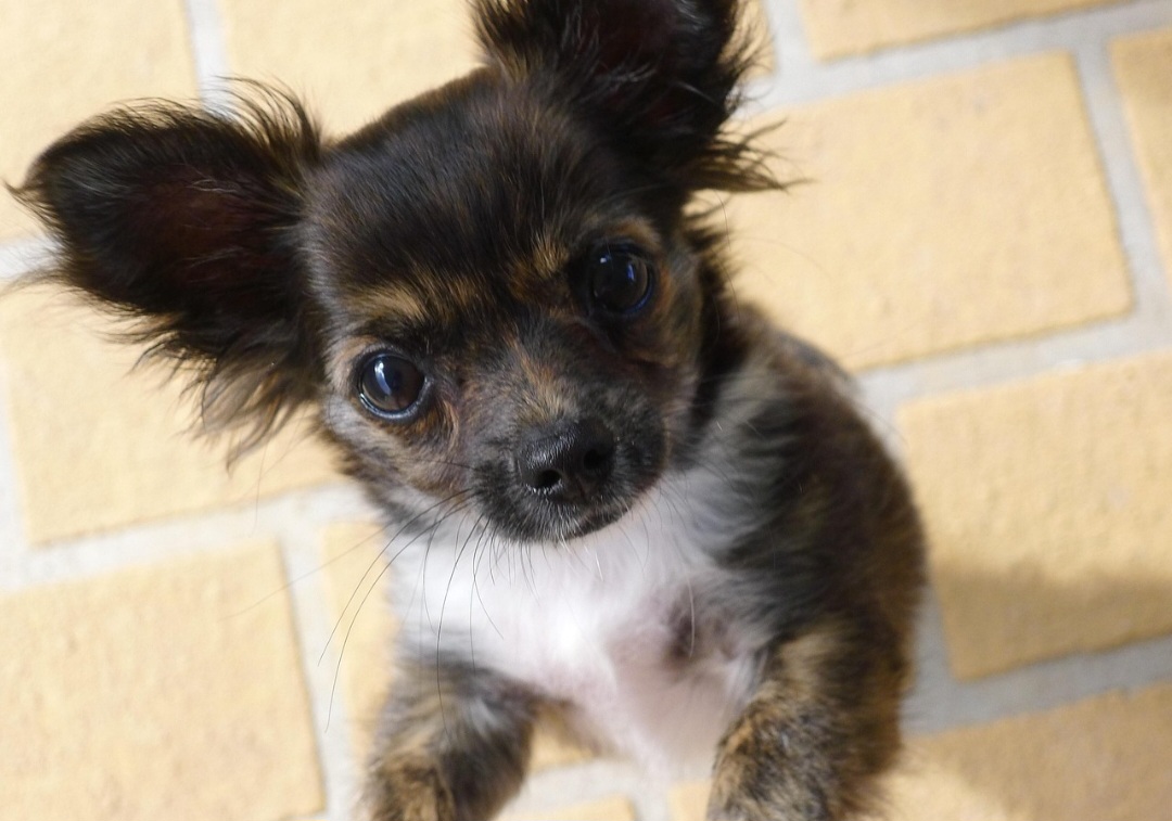 Esse é um erro comum. Estimular a educação, a socialização e a independência ajuda a evitar comportamentos problemáticos, como excesso de latidos, possessividade ou ansiedade.