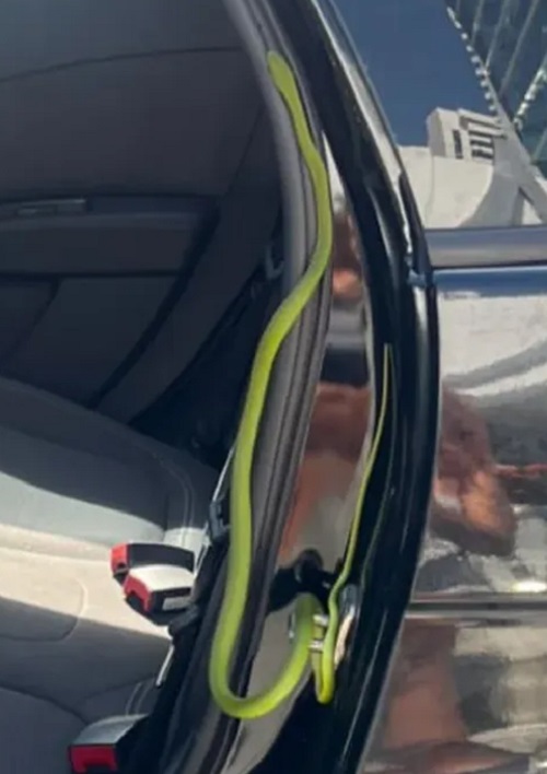 O vídeo gravado por Matos mostra exatamente como era a cobra. No momento do registro, o animal estava justamente colado na porta traseira do carro do motorista de aplicativo.