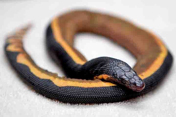 Um dos animais mais venenosos do mundo, a cobra-do-mar-pelágio (Hydrophis platurus) é uma serpente marinha, de barriga amarela, que pode medir até 90 centímetros e matar até cem homens adultos com uma única dose. Contudo, elas evitam praias, águas rasas e contato com humanos.