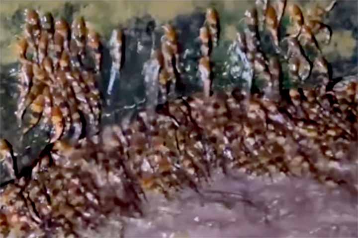 A espécie, que vive em rios de correnteza forte, possivelmente migra para se reproduzir, já que não se alimenta nesse período.