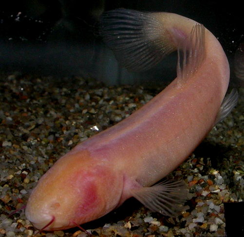 Segundo estudo publicado pela revista científica ‘Current Biology’, ao examinar a espécie nomeada como ‘Phreatichthys andruzzii’, os estudiosos identificaram um comportamento inusitado: o animal morre ao ser exposto à luz do sol. 