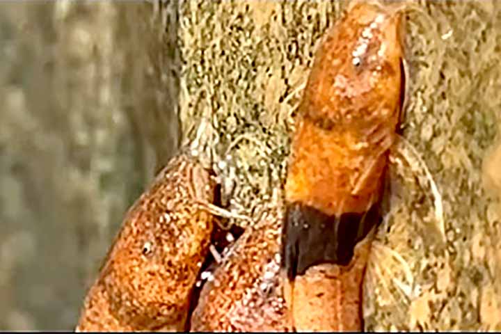 Os bagres-abelha são pequenos peixes de água doce conhecidos pela coloração característica que lembra o padrão de faixas das abelhas, geralmente em tons de amarelo e preto.