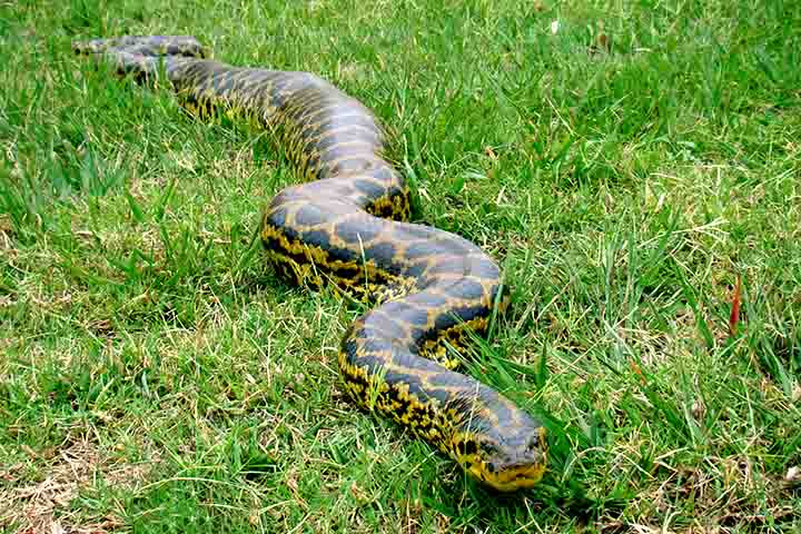 Um outro exemplo deste animal que pode ser encontrado na água é a sucuri. Ela é uma cobra semiaquática, o que significa que passa parte do tempo na água e parte na terra, geralmente perto de corpos d'água como rios, lagos e pântanos.