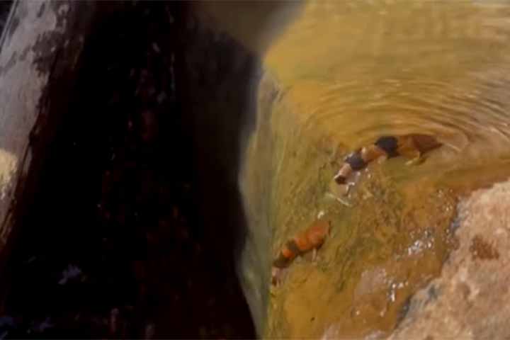 Medindo até 9 cm e de aparência peculiar, o bagre-abelha é um peixe raro e ainda pouco estudado.