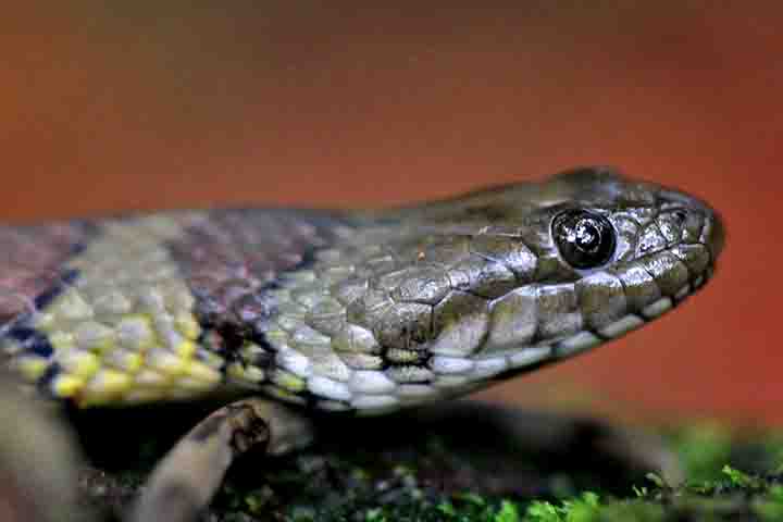 A Helicops spp., comumente conhecida como cobra-d'água, é um gênero de serpentes que inclui espécies predominantemente aquáticas ou semi-aquáticas. 