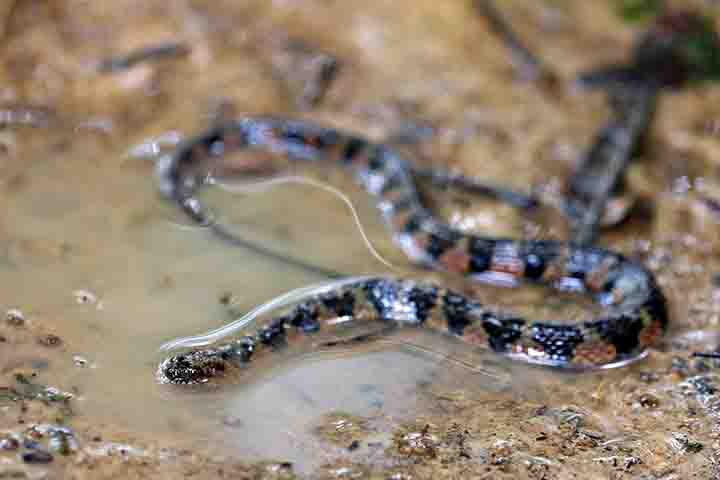 Elas, portanto, são encontradas em ambientes de água doce, como rios, lagos e pântanos, e se adaptaram bem à vida na água. 