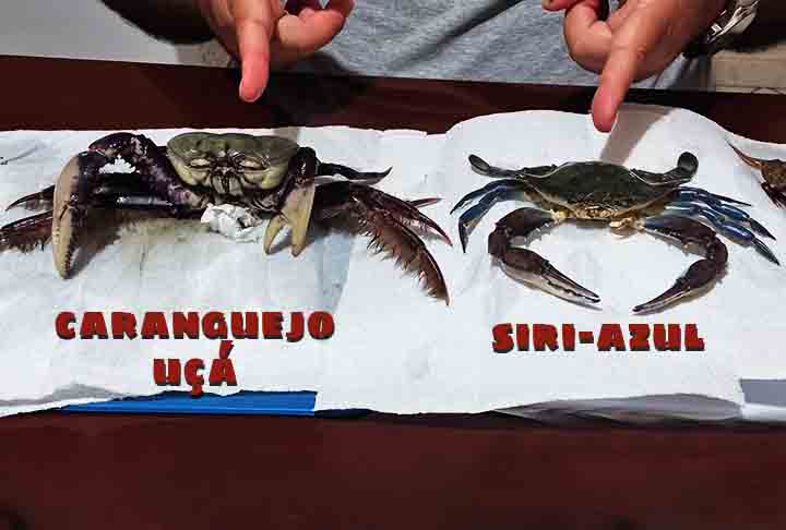 De modo geral, essa é uma característica bem comum na carne de pescados e frutos do mar e, portanto, seu consumo é extremamente saudável. Também é recomendado, especialmente, para pessoas que buscam por uma dieta com poucas calorias.