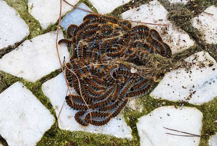 Em 2008, no Canadá, uma jovem de 22 anos procurou um hospital sete dias após ter pisado descalça em cinco lagartas durante viagem ao Peru. A paciente apresentava manchas roxas na pele e sinais de coagulação, quando procurou atendimento médico.