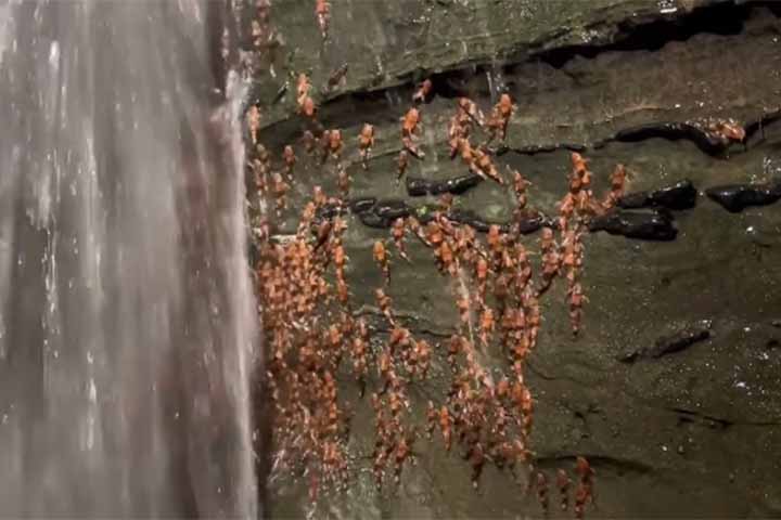O episódio foi descrito como o primeiro caso de escalada e aglomeração em massa entre peixes da família Pseudopimelodidae.