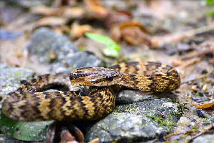 Possui uma coloração que varia entre preto e amarelo ou preto e tons esverdeados, o que pode levar à confusão com a jararaca original.
