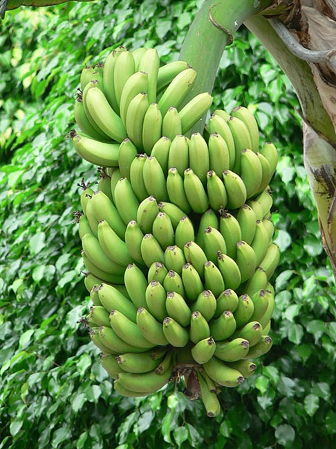 Essa descoberta é crucial, pois abre caminho para o desenvolvimento de novas estratégias para combater o fungo e proteger a produção de bananas.