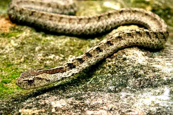 A falsa jararaca pode alongar a cabeça, tornando-a mais triangular, porém ainda assim, a forma da cabeça não é um critério confiável para identificação.