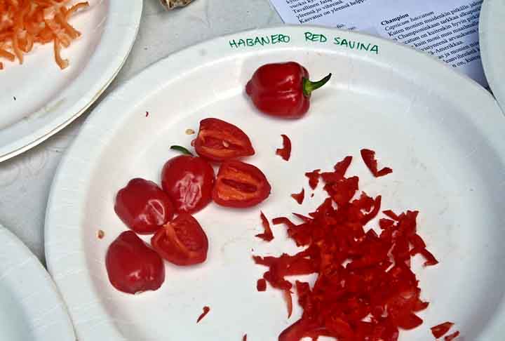 Red Habanero Savina (500.000 SHU)- Essa pimenta - Capsicum chinense - é originaria da Califórnia-EUA, e era a mais ardida do mundo quando a escala Scoville foi criada.