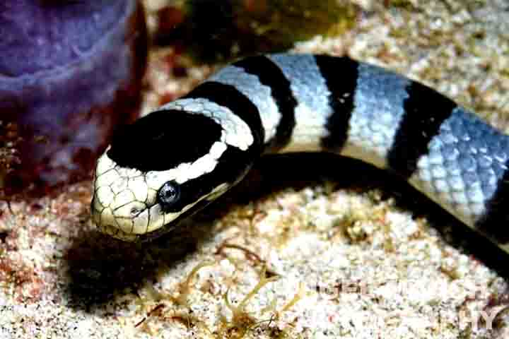 Diferentemente de outras serpentes marinhas, as Laticauda são ovíparas e precisam retornar à terra para depositar seus ovos. 