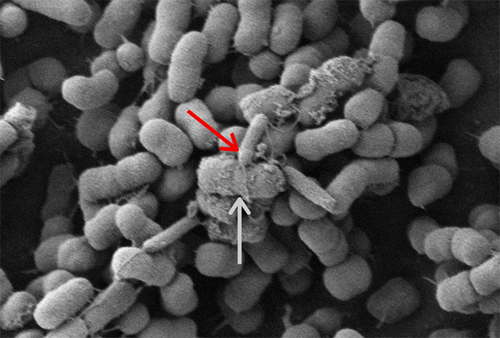 Sua presa favorita é a Pseudonoma aeruginosa, responsável por infecções pulmonares em pacientes com fibrose cística, doença que causa transtorno hereditário com risco de vida por danificar os pulmões e o sistema digestivo. Por isso, cientistas batizaram esse pequeno vampiro de 'antibiótico vivo'.