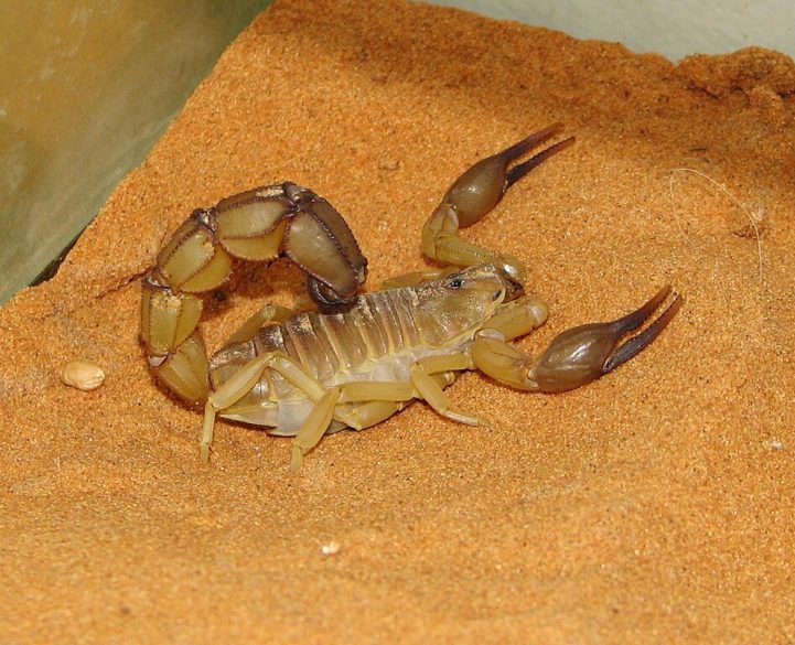 No Brasil, o gênero Tityus é o mais comum e também o mais perigoso. Algumas espécies podem causar acidentes graves e até fatais.