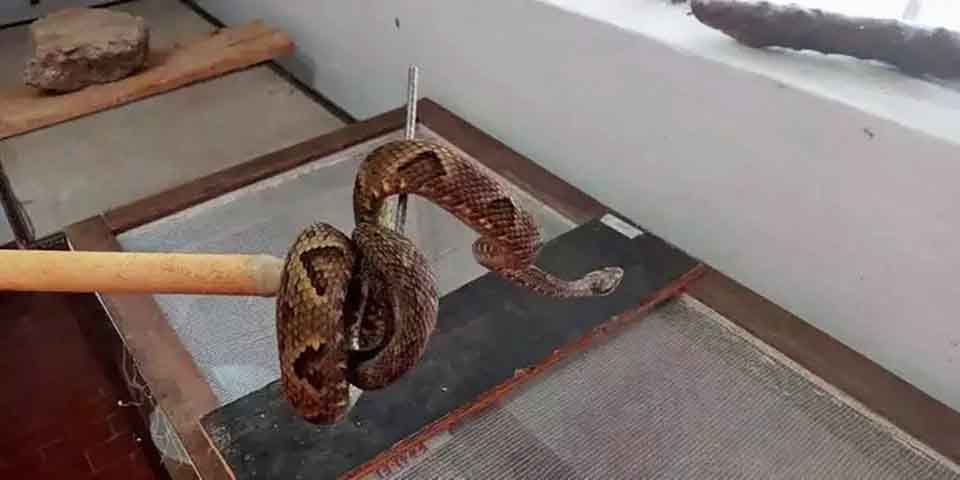 Também em 2022, uma jararaca foi encontrada numa estufa no campus de Agronomia da Universidade Federal de Viçosa (MG). A cobra, uma das mais venenosas no Brasil, tinha 1,5 metro de comprimento, foi retirada por bombeiros e levada para uma mata nativa.