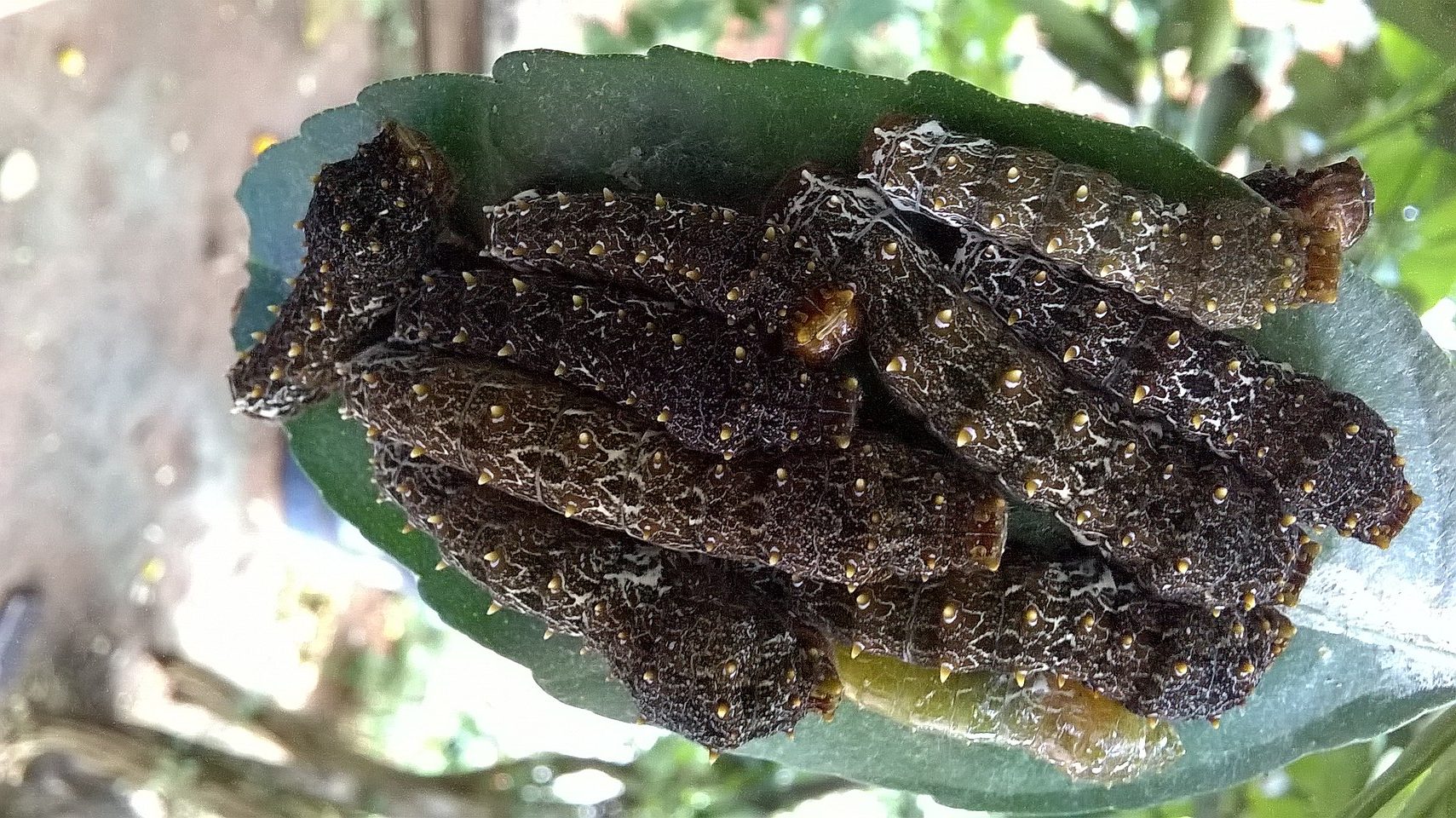 O especialista salientou que as cerdas das lagartas saturnideas possuem glândulas peçonhentas: São urticantes (venenosas) e causam irritação na pele humana. Em alguns casos, até um choque anafilático (reação alérgica grave e potencialmente fatal), afirmou.
