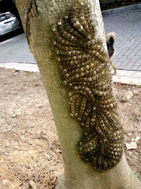 Na Serra do Itatins, em Peruíbe, São Paulo, lagartas passaram a se unir na tentativa de parecer um animal maior e, assim, assustar predadores. Especialistas alertam que estes insetos da família Saturniidae podem representar risco mortal. Elas ainda se camuflam e se alimentam em grupo nos troncos das árvores.

