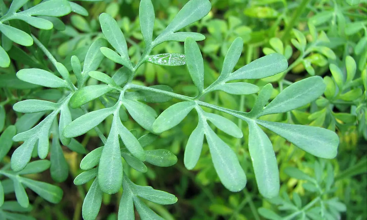 De fácil cultivo em vasos ou canteiros, a arruda é resistente e pode ser utilizada tanto em áreas internas bem iluminadas quanto em quintais. Além disso, carrega simbolismo popular de proteção.