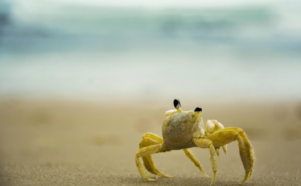 Os siris são onívoros, alimentando-se de uma variedade de organismos, como fungos, bactérias, algas, detritos orgânicos, moluscos e outros crustáceos. Eles também são presas de peixes, aves e outros animais marinhos.
