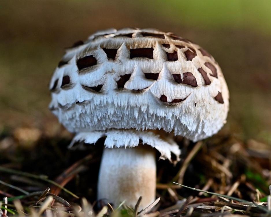 As alterações tornaram o crescimento mais eficiente e diminuíram a presença de quitina, facilitando a digestão. Testes também indicaram uma textura mais próxima da carne, superando um dos principais desafios das proteínas alternativas.