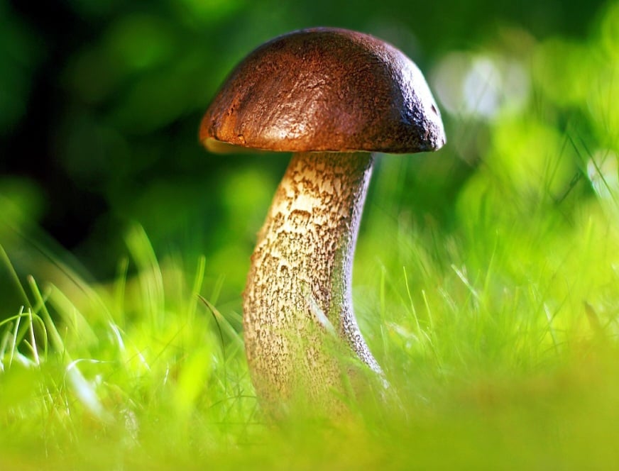 Pesquisadores chineses deram um passo importante na alimentação sustentável ao desenvolver um cogumelo comestível geneticamente otimizado, capaz de produzir muito mais proteína usando menos recursos.