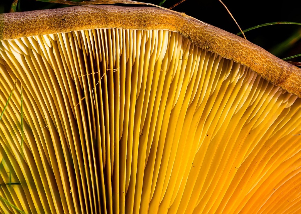 Cogumelos que estão murchos, escuros ou com sinais de deterioração podem conter microrganismos nocivos e não devem ser consumidos.  O consumo de cogumelos psicodélicos sem supervisão médica pode causar perturbações da realidade, ataques de pânico e quadros psicóticos. 