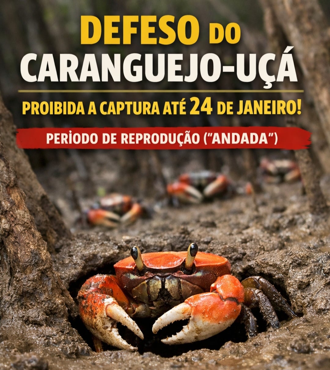 O defeso do caranguejo-uçá (Ucides cordatus) proíbe a captura, o transporte e a comercialização da espécie até 24 de janeiro, visando a protegê-la durante a fase reprodutiva conhecida como “andada”, quando ela sai das tocas e fica mais vulnerável.