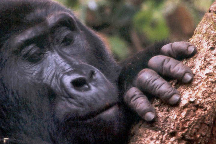 A presença da menopausa em animais levanta uma questão fascinante: por que a evolução conservaria um traço que, à primeira vista, parece reduzir as chances de reprodução?
