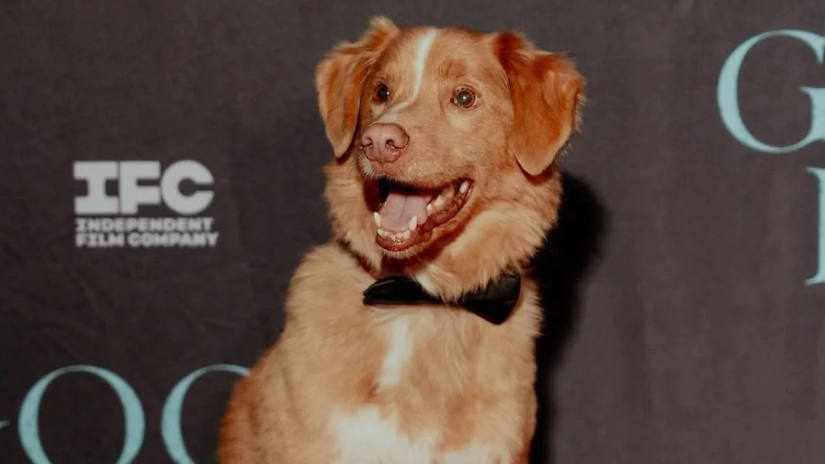 Indy The Dog no tapete vermelho. Estreia do filme 