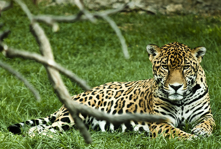 Jaguar  - Ao contrário dos leões, que vivem em grupos, os jaguares são territorialistas e evitam encontros com outros da mesma espécie, exceto para acasalar.