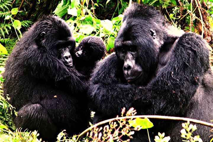 Duas chegaram perto dos 50 anos, idade que raramente é alcançada por gorilas em ambiente natural.
