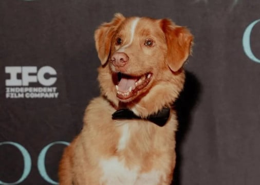 Indy The Dog no tapete vermelho. Estreia do filme 