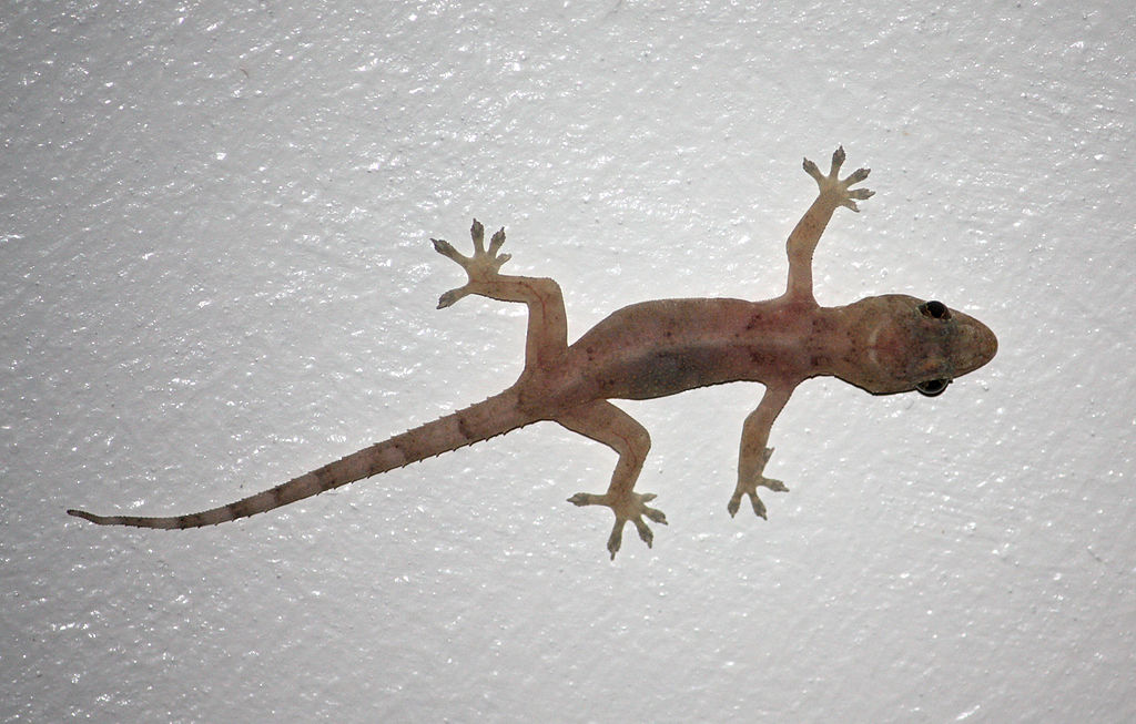 No Brasil, a lagartixa mais comum é a lagartixa-de-parede, também conhecida como lagartixa-doméstica-tropical. Essa espécie é encontrada em casas, apartamentos e outros ambientes urbanos.