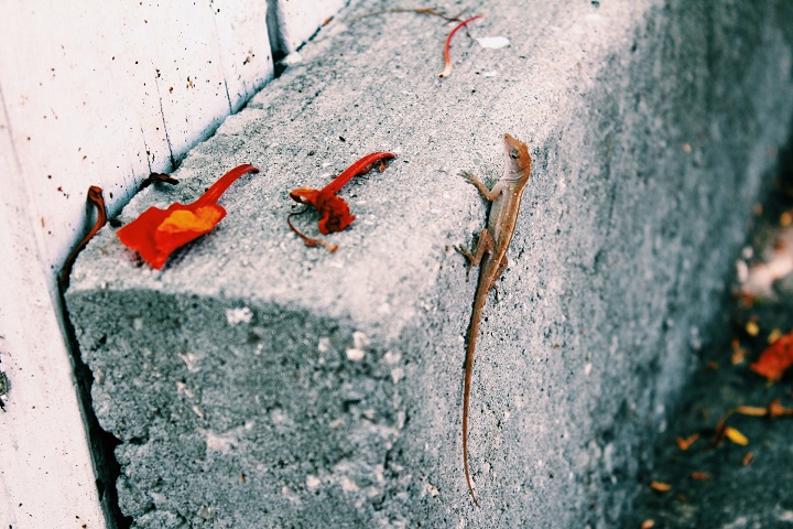 “Na verdade, elas podem até ajudar quem possui, por exemplo, jardins de inverno, ou plantas dentro de casa. Isso porque elas se alimentam dos insetos que, muitas vezes, são pragas que atacam essas plantas”, comentou o biólogo.