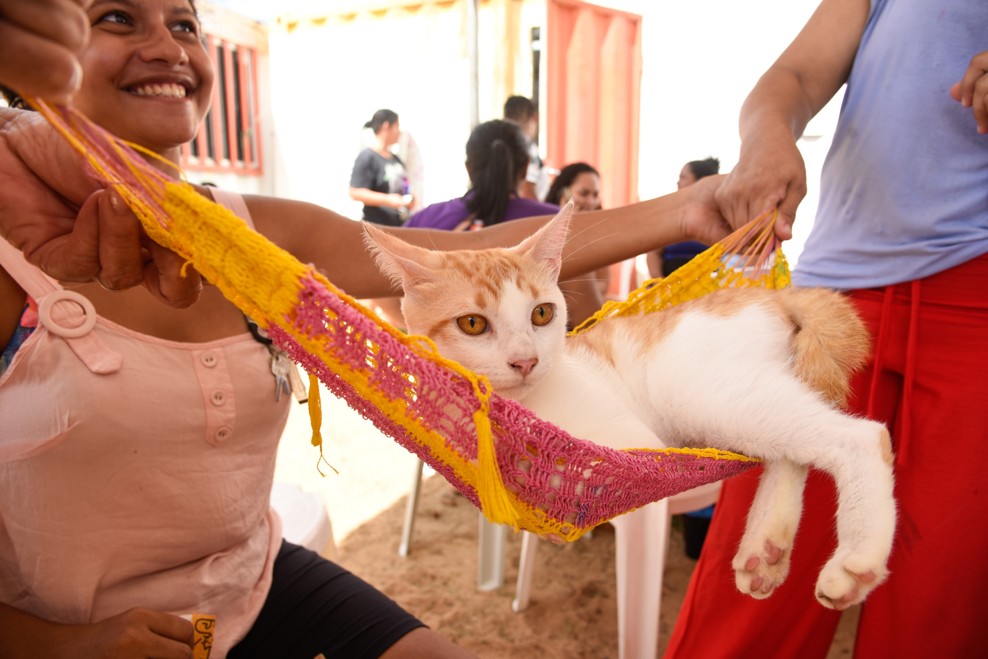 Fortaleza, CE, BR - 10.01.2026 - Mutirão de castração de felinos no VetMóvel da Areninha do Bairro Pirambu. Foto Nayana Melo/Especial O POVO