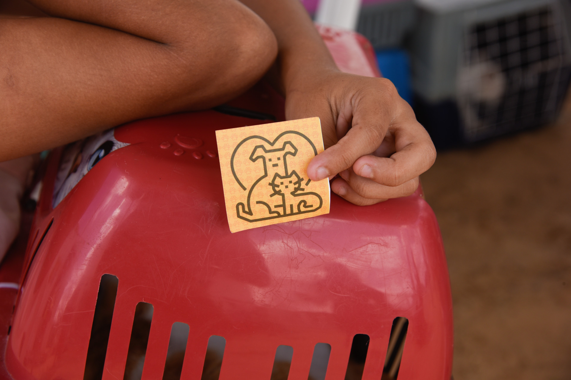 Fortaleza, CE, BR - 10.01.2026 - Mutirão de castração de felinos no VetMóvel da Areninha do Bairro Pirambu. Foto Nayana Melo/Especial O POVO