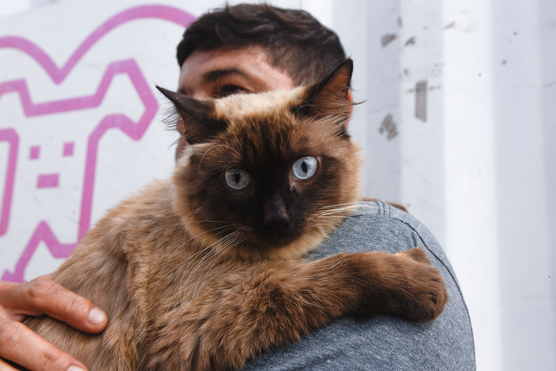 Fortaleza, CE, BR - 10.01.2026 - Mutirão de castração de felinos no VetMóvel da Areninha do Bairro Pirambu. Foto Nayana Melo/Especial O POVO