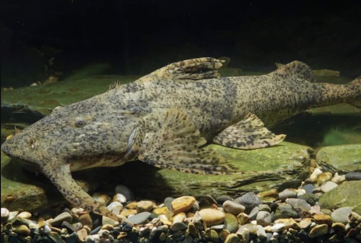 Chamado de Bagarius protos, o animal pode ultrapassar os 100 quilos!