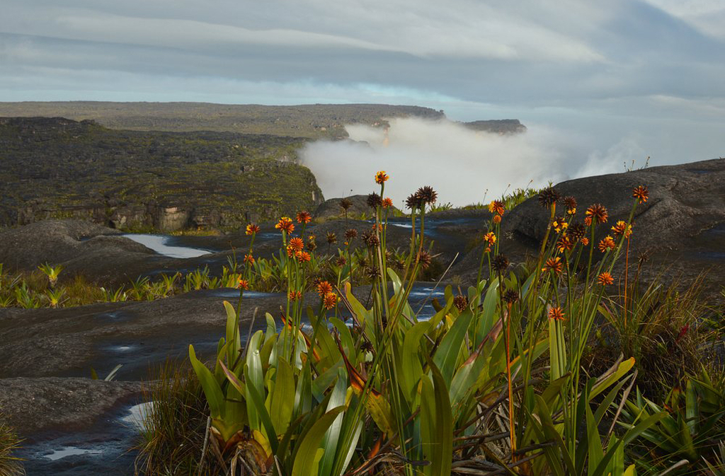 O clima no topo é frio e úmido, com temperaturas que podem cair abaixo de 10 graus. Chuvas são frequentes e intensas, criando neblina constante. A umidade favorece musgos e plantas carnívoras. O ambiente é hostil, mas fascinante.