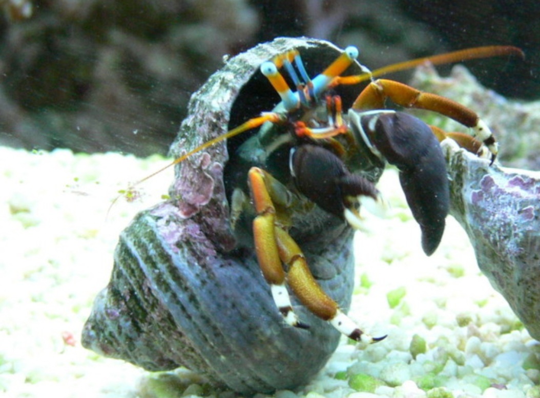 Caranguejo-eremita - Esses crustáceos vivem sozinhos dentro de conchas abandonadas e raramente interagem com outros, a menos que estejam disputando uma nova casa.