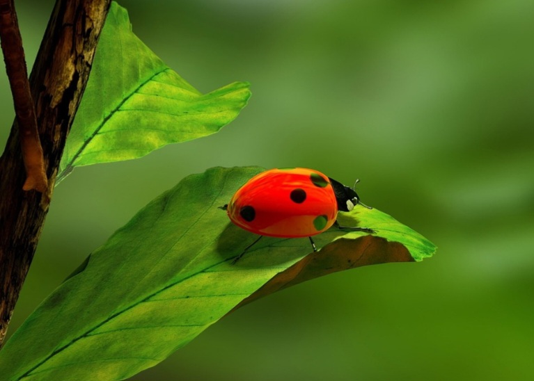 A joaninha é carnívora na maior parte da vida, alimentando-se principalmente de pulgões. Esse hábito faz dela uma importante aliada na agricultura, reduzindo o uso de pesticidas.