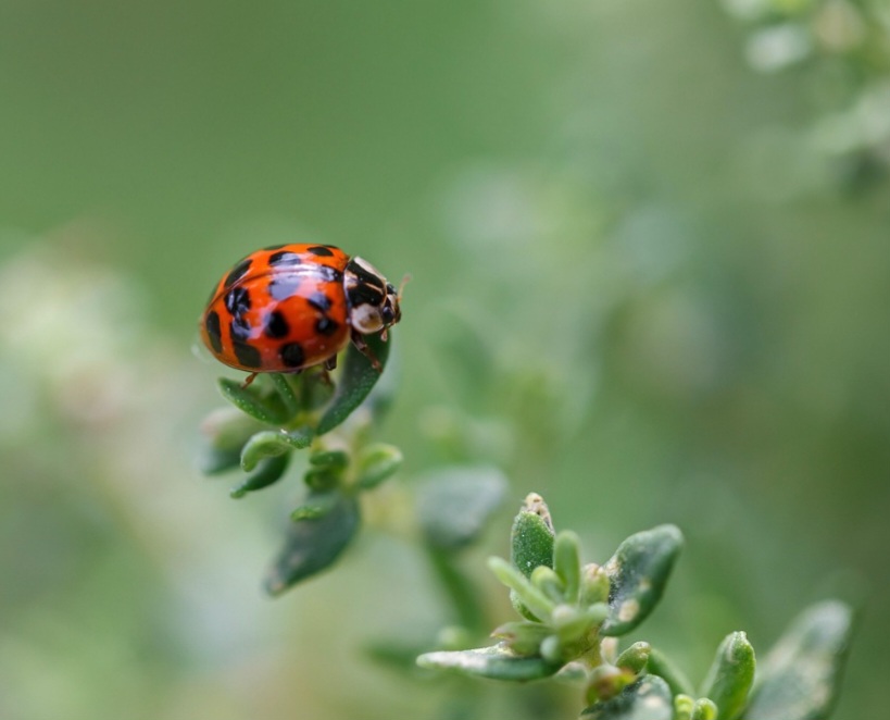 O ciclo de vida completo pode durar de três a sete semanas, dependendo da espécie e das condições climáticas. Isso possibilita várias gerações ao longo do ano.