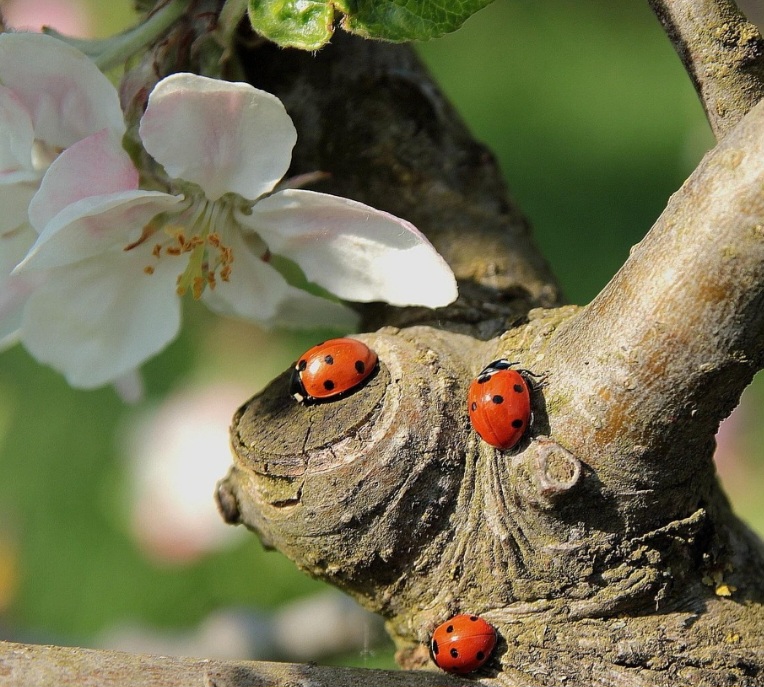 Culturalmente, a joaninha é símbolo de boa sorte, amor e prosperidade em várias partes do mundo. Em algumas tradições, vê-la pousar na mão significa felicidade ou bons presságios.