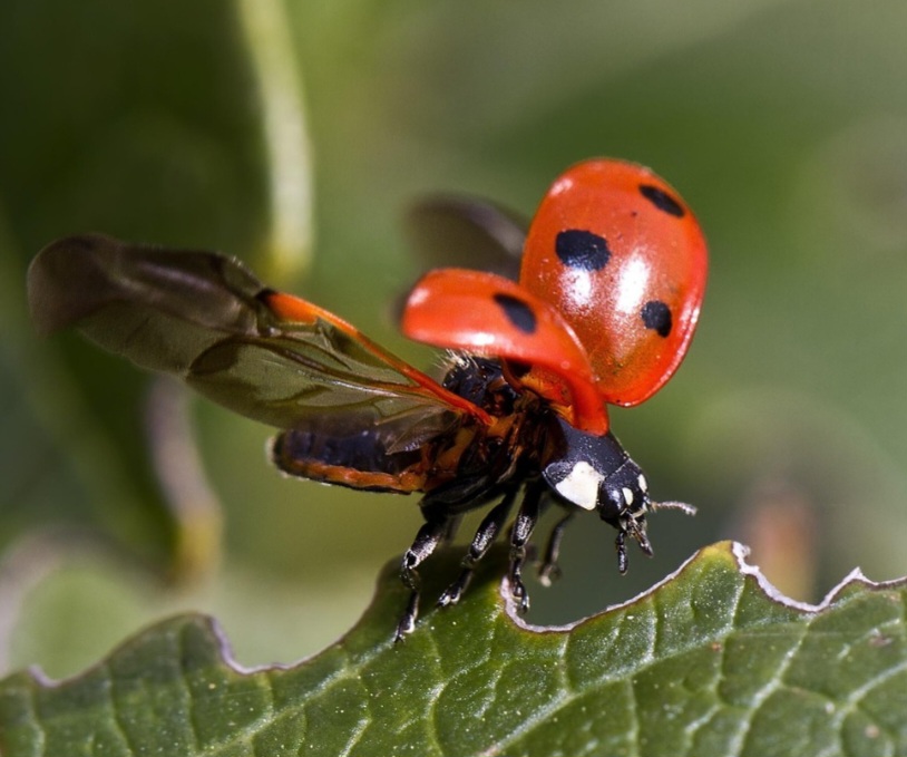 No equilíbrio natural, desempenham a função vital de controlar populações de pragas agrícolas. Um único exemplar pode consumir dezenas de pulgões por dia.